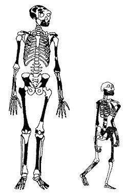 Homo erectus i jmfrelse med en australopitecin