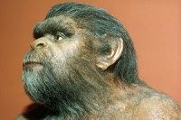 Rekonstruerad Homo erectus-hanne