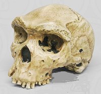 Homo rhodensiensis kranium