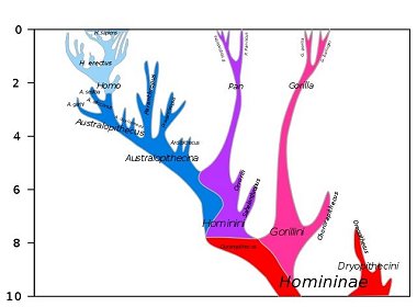 Schema ver homininiernas utveckling