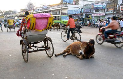 Indisk ko vilar liggande mitt i trafiken