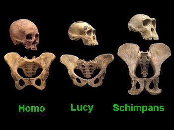 Skalle och hftben av Lucy, mnniska och schimpans