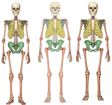 Skelett av modern mnniska, denisover och neandertalare