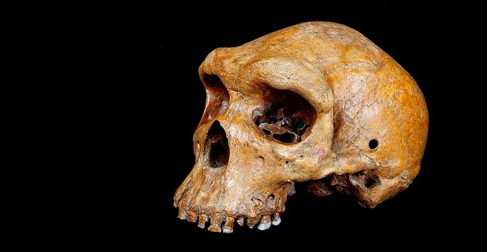 Homo rhodensiensis skalle