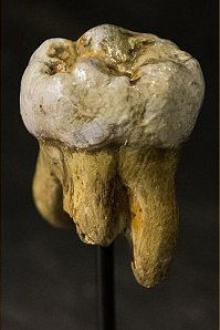 Molar från en denisova