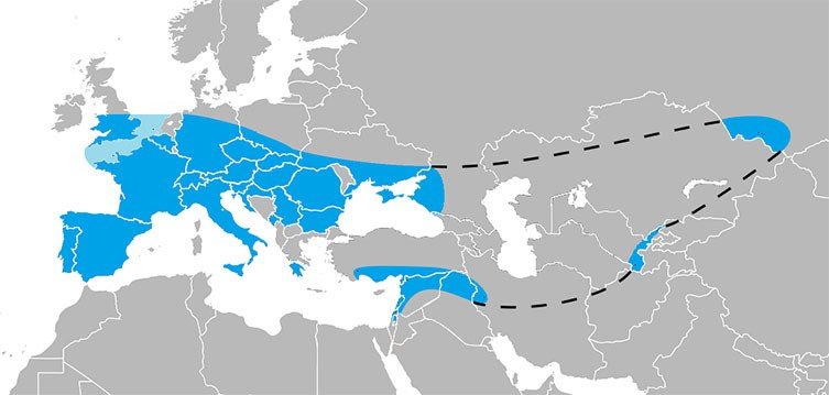 Karta visande neandertalarna utbredning