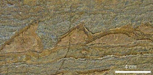 Fossil av stromatoliter